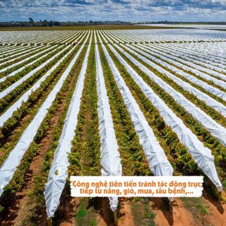 Nho xanh Autumn Crisp Úc 450g (1 Hộp)