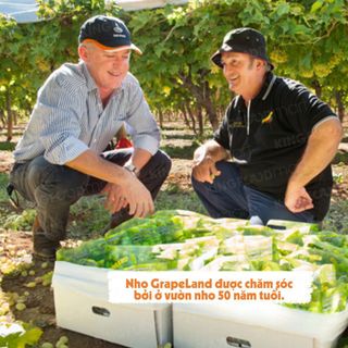 Nho xanh Autumn Crisp Grapeland 1kg (1 Túi)