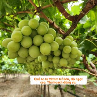 Nho xanh Autumn Crisp Grapeland 1kg (1 Túi)