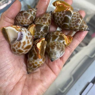 Ốc hương quê size 30-50 con 1kg (giao tphcm)
