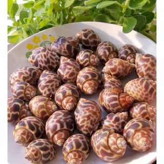 Ốc hương quê size 30-50 con 1kg (giao tphcm)