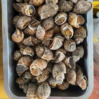 Ốc hương quê size 30-50 con 1kg (giao tphcm)