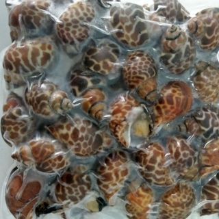 Ốc Hương Quế Hàng Chất Lượng Size 30-50 con 1kg (hỏa tốc 2h)