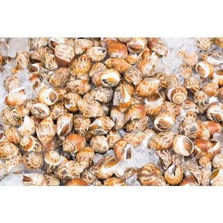 Ốc Hương Quế Hàng Chất Lượng Size 30-50 con 1kg (hỏa tốc 2h)