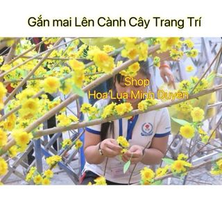 (Xưởng SX) Hoa Mai , Hoa Đào Rời , Mai Chùm , Đào Chùm, Mai Gói ,Mai Bịch , kèm Nụ , Lá Làm Cây Trang Trí Tết
