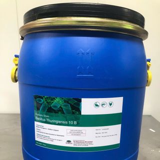🌿 BACILLUS THURINGIENSIS BT – 10B Chế phẩm sinh học kiểm soát sinh vật trung gian & cải thiện môi trường ao nuôi