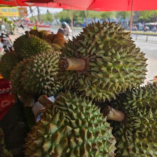 Sầu riêng Bến Tre