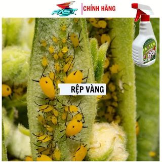 Chai Xịt Rệp Cho Cây Cảnh FASER 500ml Chiết Xuất Thảo Mộc Loại Bỏ Rệp Sáp, Rệp Xanh, Rệp Vàng Cho Cây An Toàn, Hiệu Quả xả