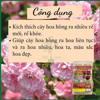 Phân bón chuyên hoa hồng – gói 24 viên - kích rễ - ra nhiều hoa - màu sắc đẹp