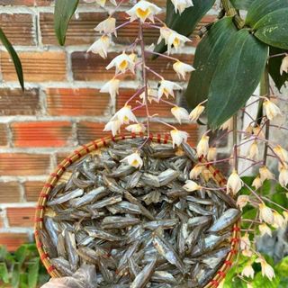 KHÔ CÁ LÒNG TONG NHÀ LÀM, ĐẶC SẢN MIỀN TÂY 250G - WINNIE HOUSE