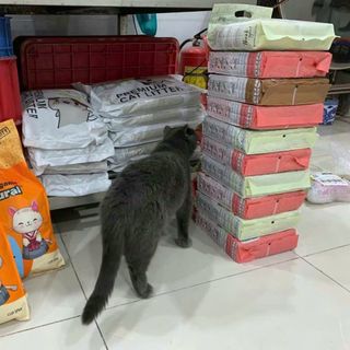 CÁT VỆ SINH CHO MÈO BENTONITE MRKIM 4kg (9L) - HƯƠNG PHẤN