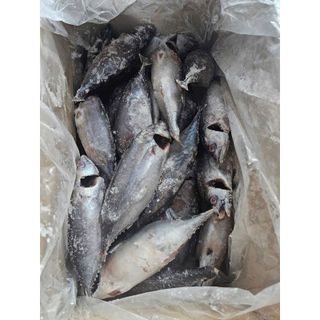 Cá Ngừ Nguyên Con làm sạch Tươi Ngon 1kg (giao tphcm)