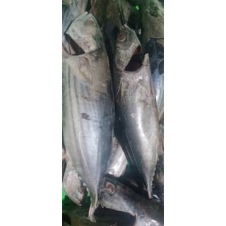 Cá Ngừ Nguyên Con làm sạch Tươi Ngon 1kg (giao tphcm)