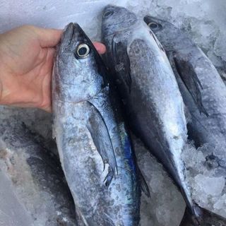 Cá Ngừ Nguyên Con làm sạch Tươi Ngon 1kg (giao tphcm)