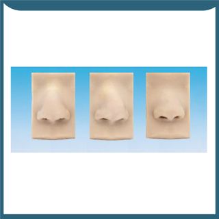 Mô hình mũi Asian Nose Model with Base