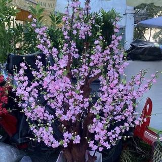 Cành Đào, Cành Đào Cổ Nhật, Thân Mốc Cao 80cm hoặc 1,1m. Dùng Cắm Bình , Làm Cây , Trang Trí Tết ,Decor Nhà Cửa