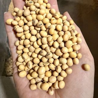 ĐẬU NÀNH MỸ LOẠI 1