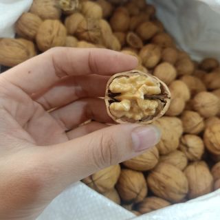 NHÂN ÓC CHÓ VÀNG MỸ - TÁCH TỪ QUẢ ÓC CHÓ