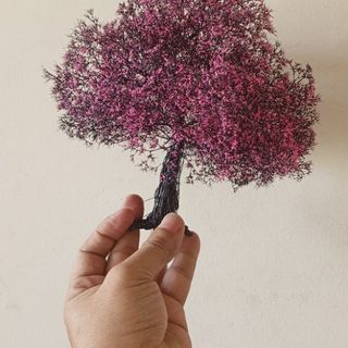 Cây tiểu cảnh mini để bàn