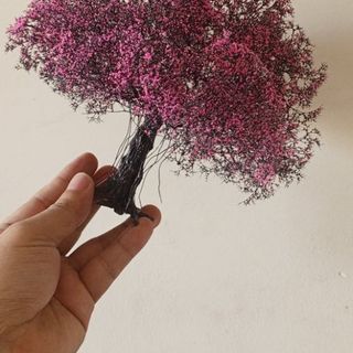 Cây tiểu cảnh mini để bàn