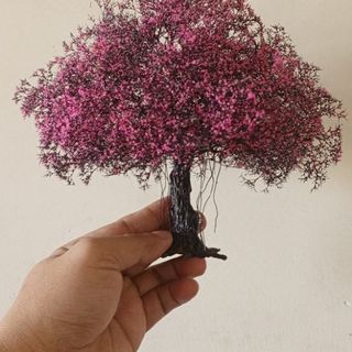 Cây tiểu cảnh mini để bàn