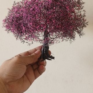 Cây tiểu cảnh mini để bàn