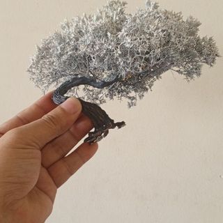 Cây tiểu cảnh mini để bàn 121