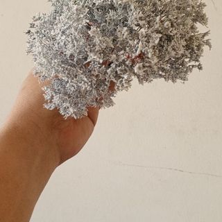 Cây tiểu cảnh mini để bàn 121