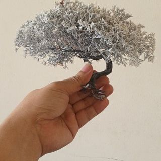 Cây tiểu cảnh mini để bàn 121