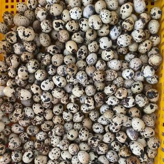 Trứng cút trong An Hy