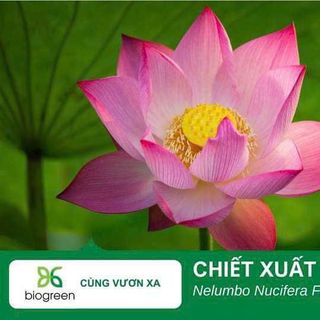 Chiết xuất hoa sen Biogreen👍