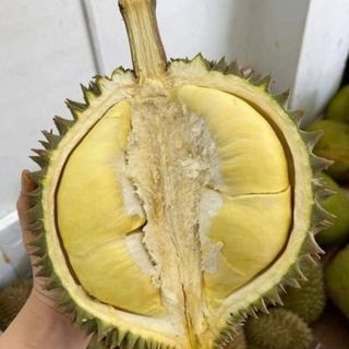Sầu Riêng Thái Trái 3_5kg