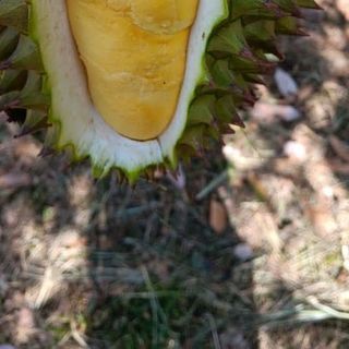 Sầu Riêng Ri6 Trái 3_5kg