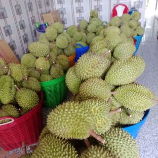Sầu Riêng Ri6 Trái 3_5kg