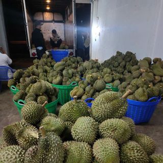 Sầu Riêng Ri6 Trái 3_5kg