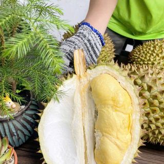 Sầu Riêng Ri6 Trái 3_5kg