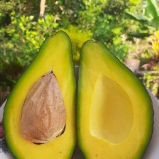 Bơ Sáp Không Tên_Size 2-3 trái/kg