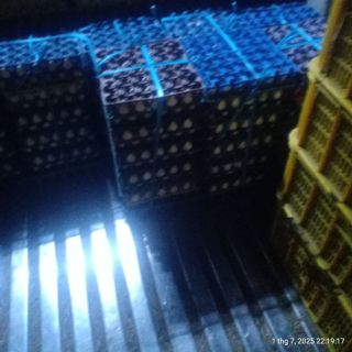 Trứng gà đỏ..., vịt- đồng miền tây, vũng tàu