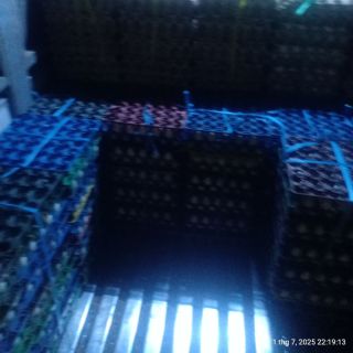 Trứng gà đỏ..., vịt- đồng miền tây, vũng tàu