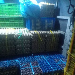 Trứng gà đỏ..., vịt- đồng miền tây, vũng tàu