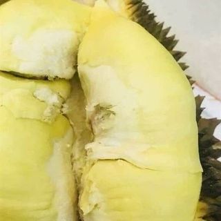 Sầu Riêng Thái Nguyên Trái