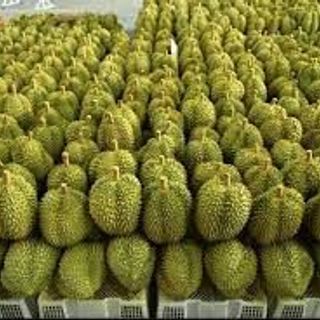 Sầu Riêng Thái Nguyên Trái