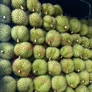 Sầu Riêng Thái Nguyên Trái