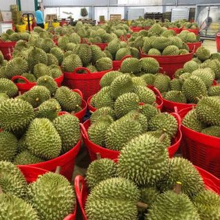 Sầu Riêng Thái Nguyên Trái