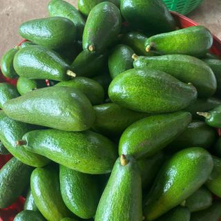 Bơ Sáp Không Tên_Size 2-3-4 trái/kg