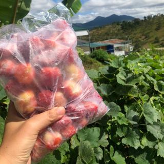 Dâu Tây Cấp Đông