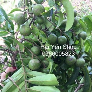 Quả SẤU XANH