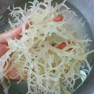 RONG SỤN BIỂN KHÔ – GIÒN RỤP, THANH MÁT, SIÊU BỔ DƯỠNG 500G - WINNIE HOUSE