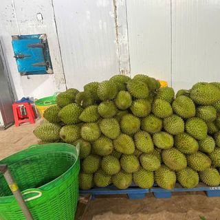 Sầu riêng ri 6 giá sỉ từ vườn nhà trồng. thanh toán theo xe. Miễn phí ship từ 2 tấn . a cẩn liên hệ