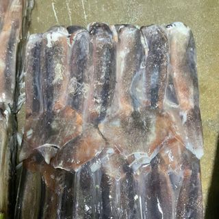MỰC ỐNG ARGEN